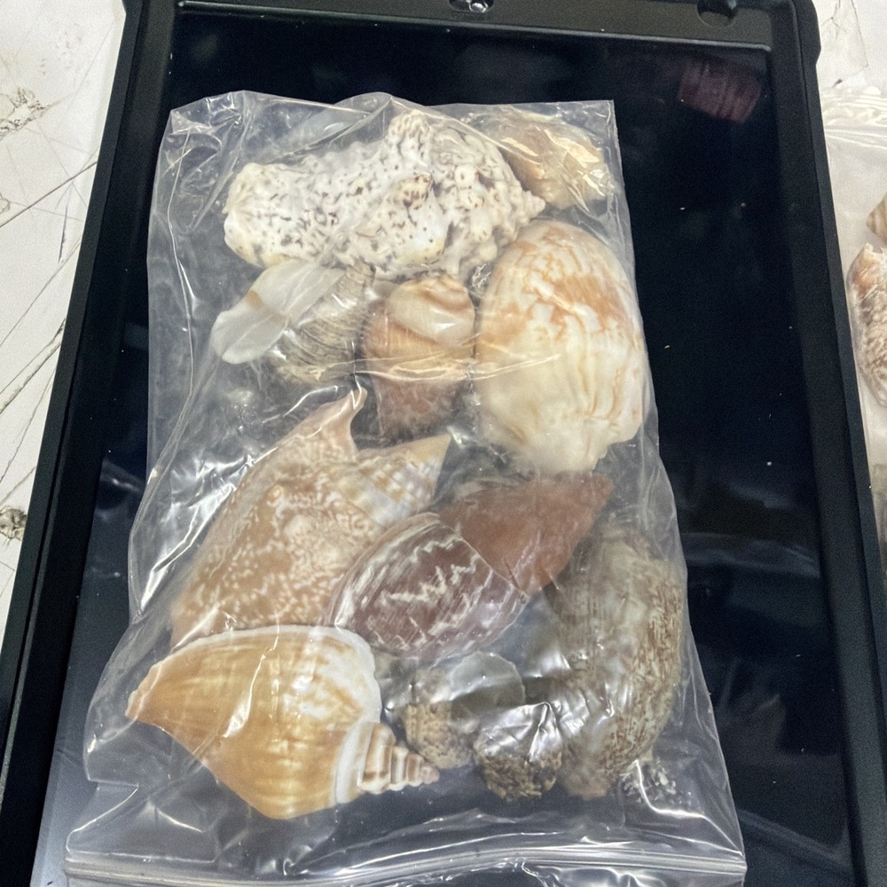 Crab Shells Turbo Shells 12+pcs Assorted Turbo Shells Handpicked Hermit - Picture 4 of 4